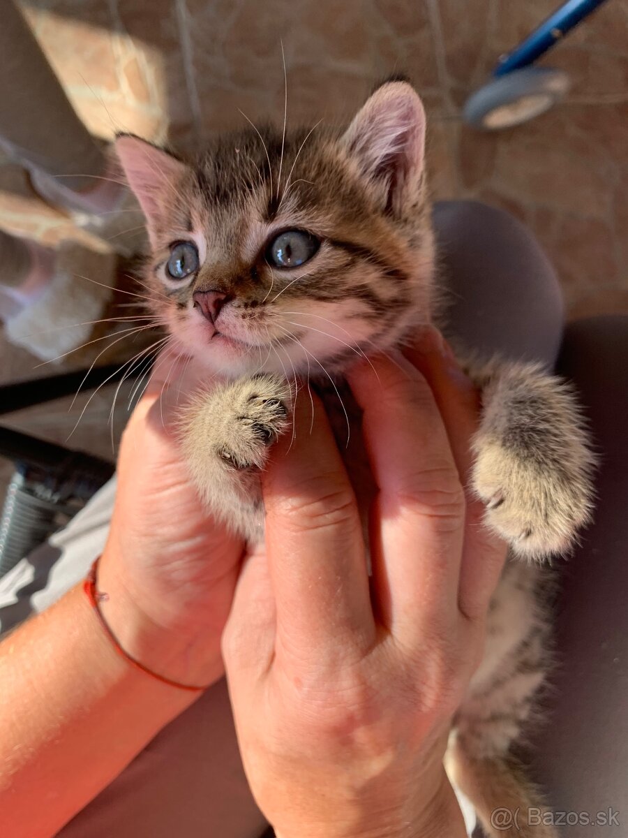 Darujem mačiatko🐈