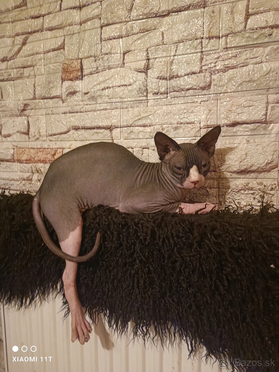 Sphynx kocúr