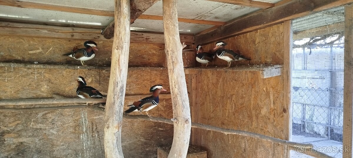 Predám Kačice Mandarinske