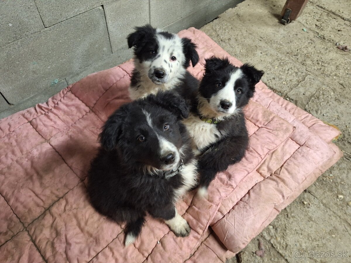 Predáme šteniatka border kólie