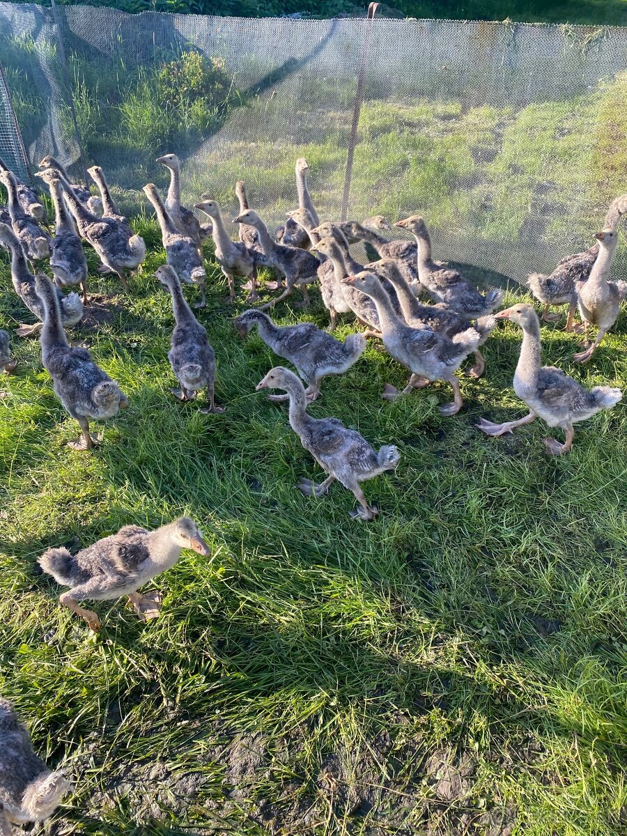 Predám landeske husata