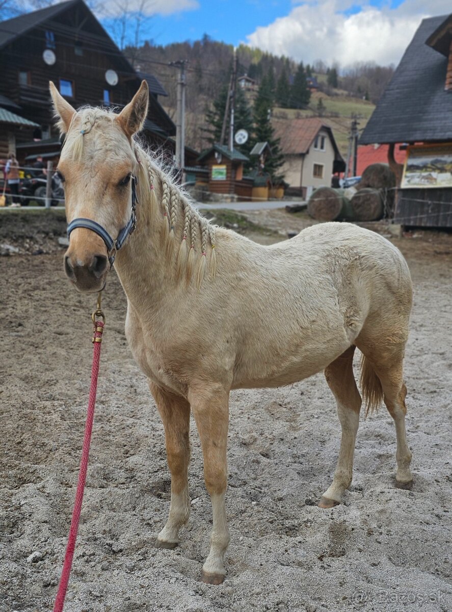 Žrebec Aph