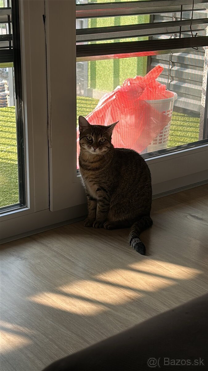 Luna Hľadá nový domov