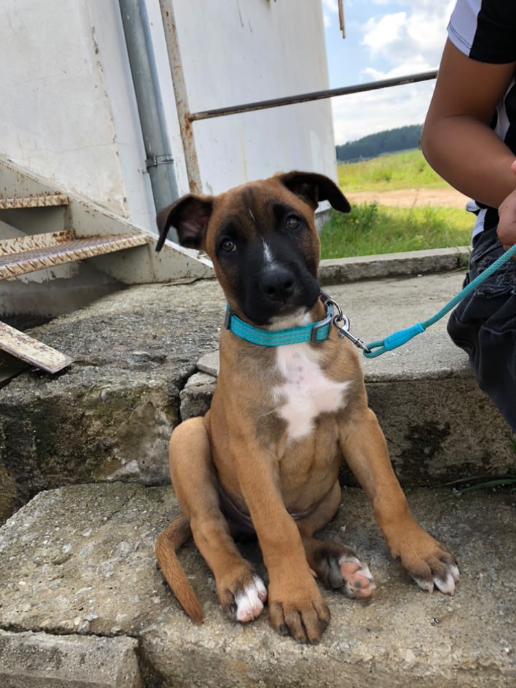 American Bully x Malinois