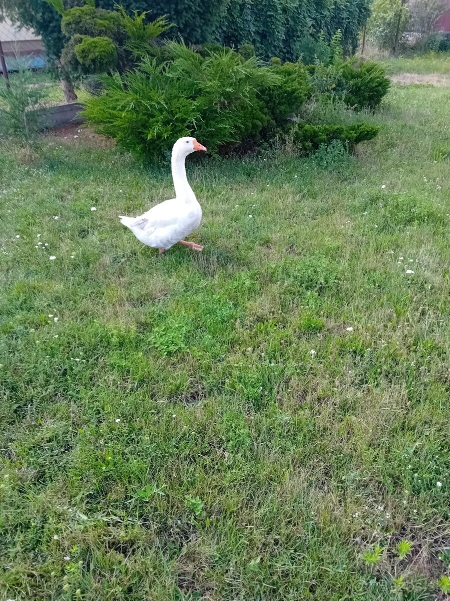 Predám hus - gunára.
