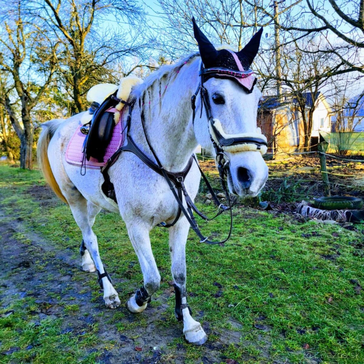 Predám 14 ročnú kobylku shagia arab