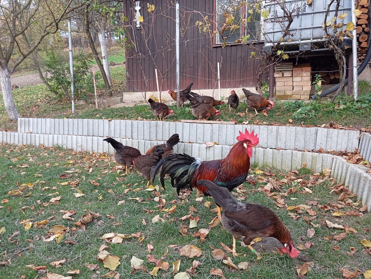 Vlaška jarabičia -leghorn brown