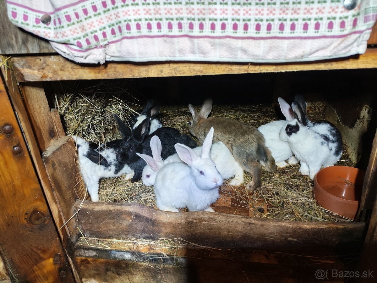 Predám králiky