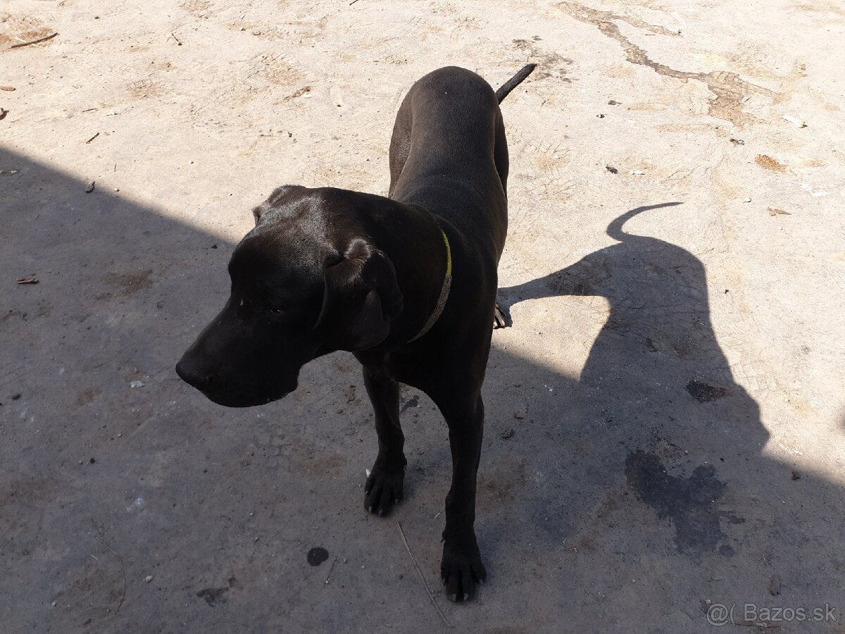 Nemecká doga