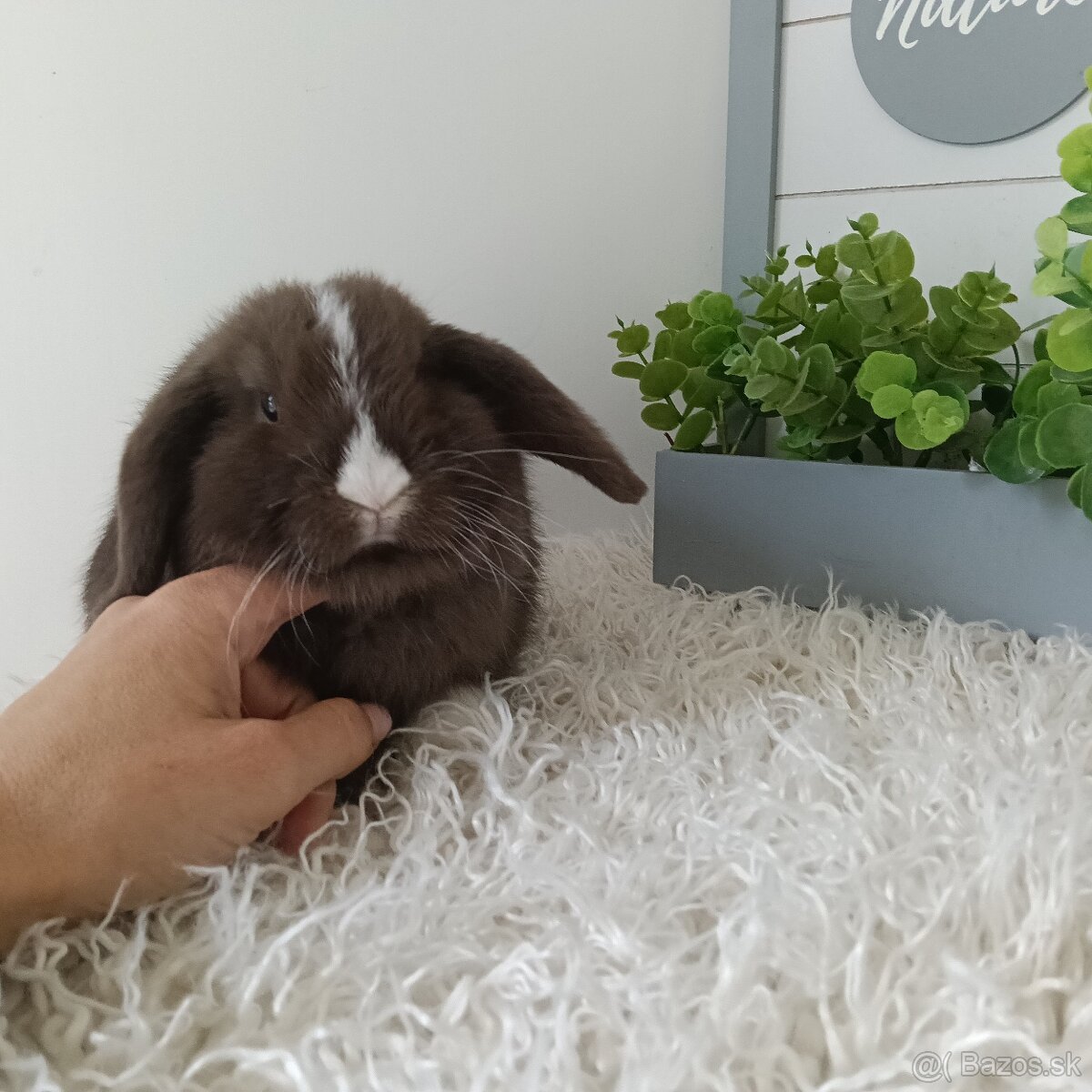 Minilop samček modrooky