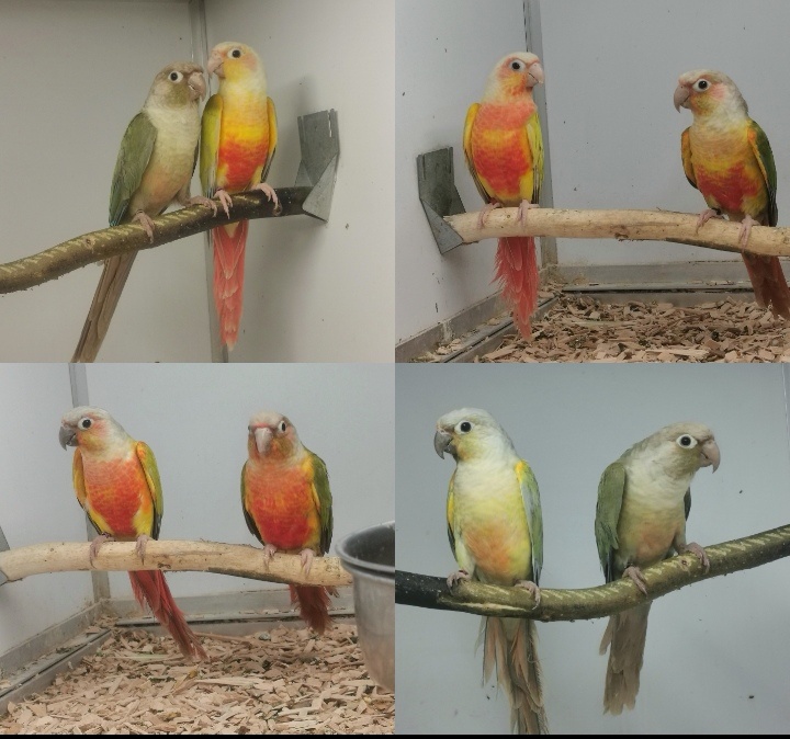 Pyrrhura pyrura pyrury