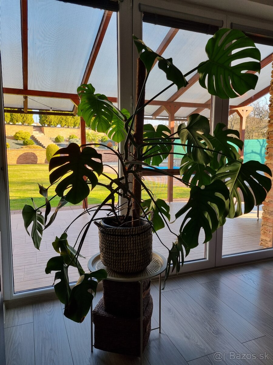Monstera Deliciosa