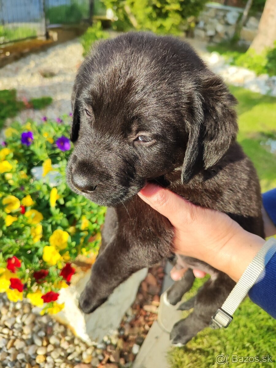 Labrador - Šteniatko psíka labradora