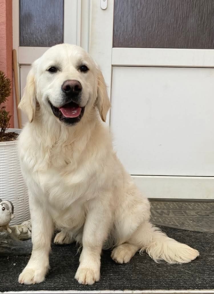 Zlatý retriever pes s PP