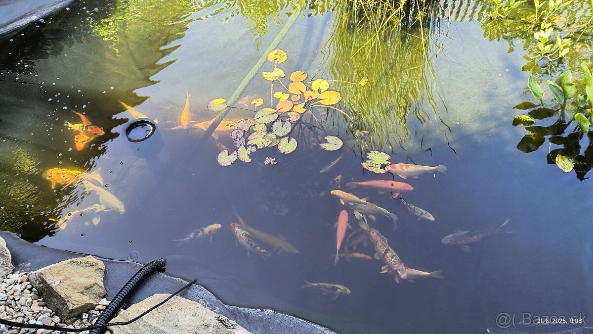 Koi kapor