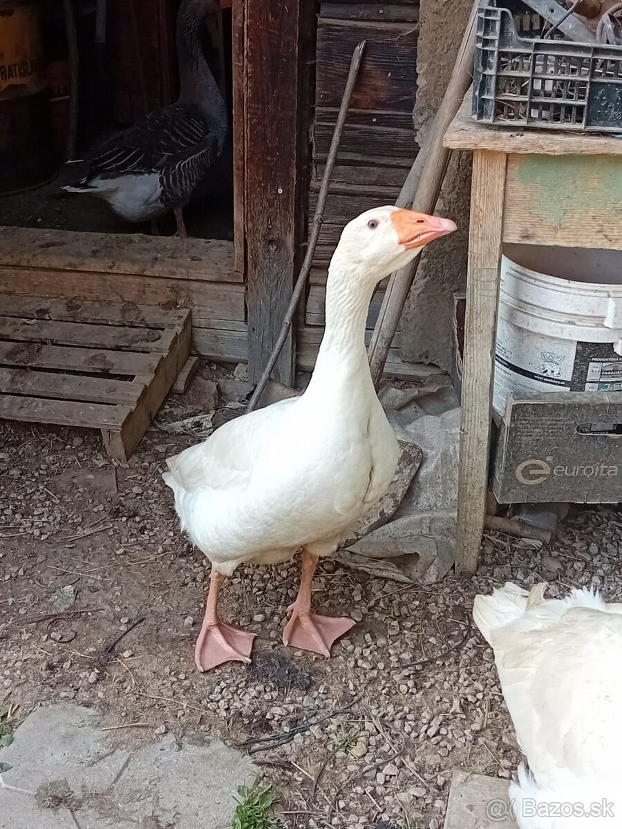 predám párik husy