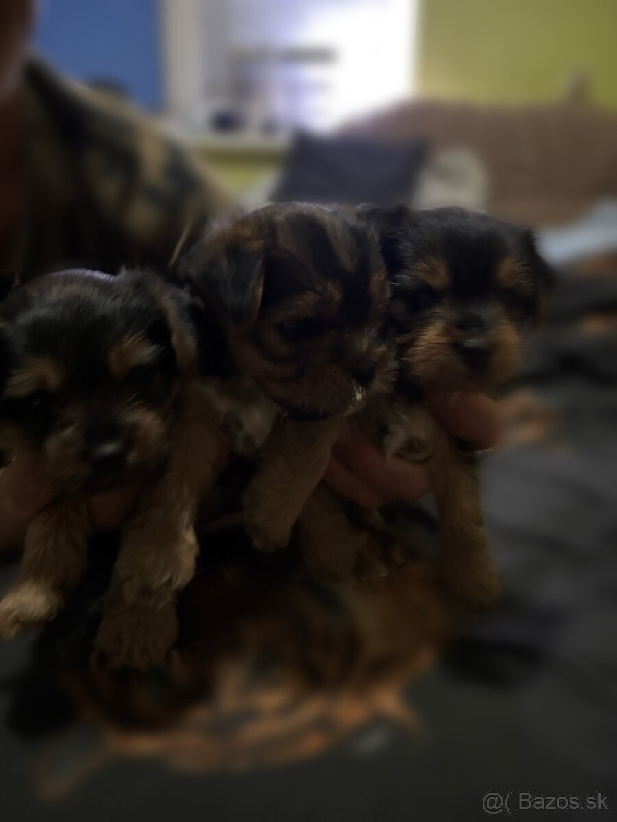 Yorkshire terrier