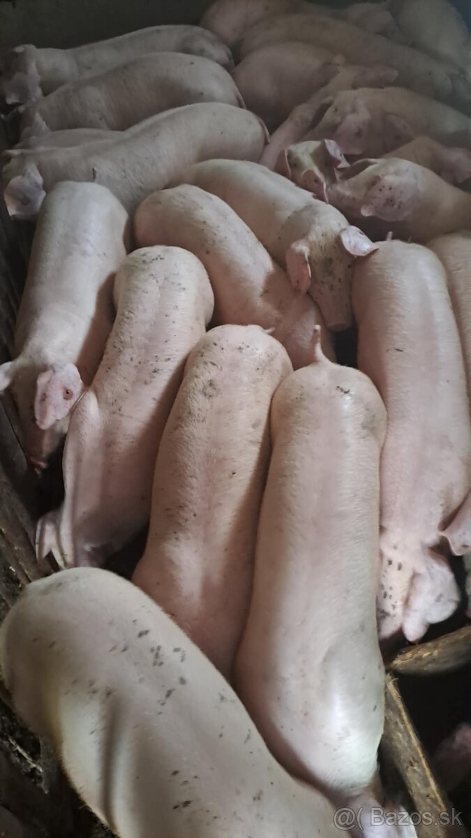 Odstavcata 35kg
