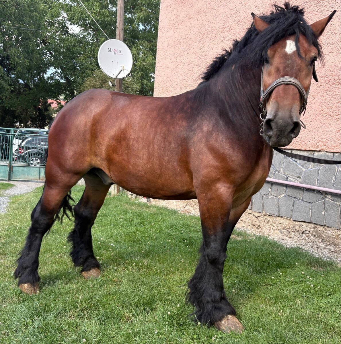 Tažny kôň 3r. S PP
