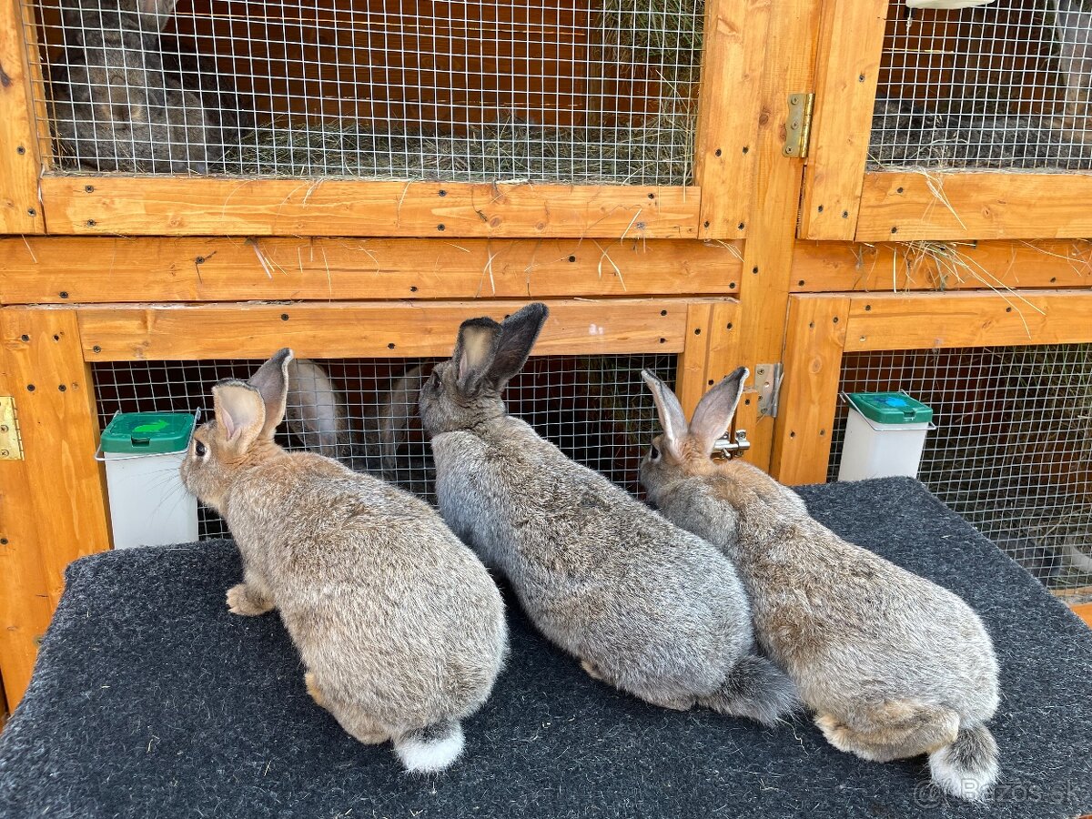 Predám krížené králiky mäsových plemien