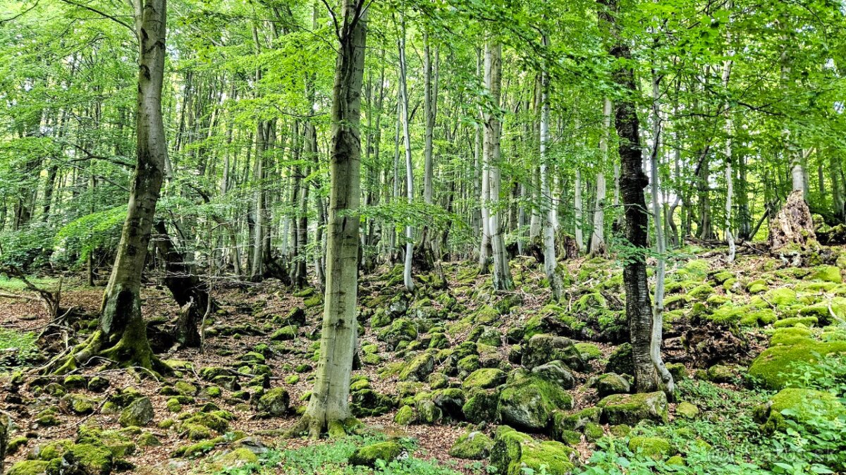 Bátovce - 2.345 m2 LESNÉ POZEMKY v pozemkových úpravách