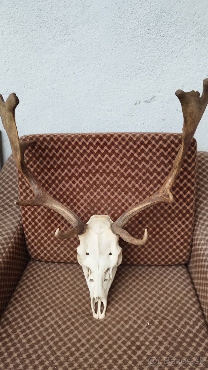 Predám trofej Daniela parožie zhody trofeje.