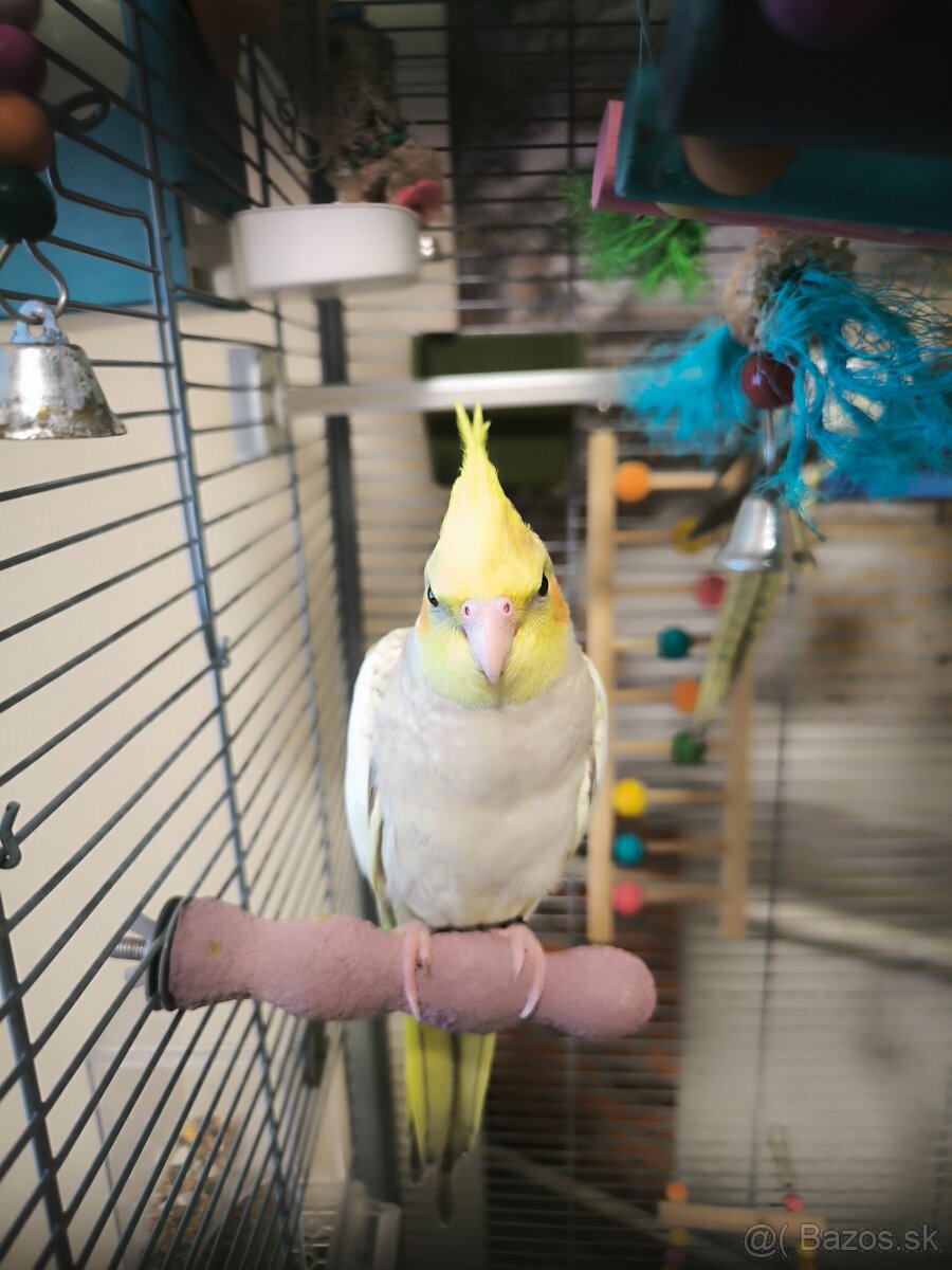 Korela chocholata straka