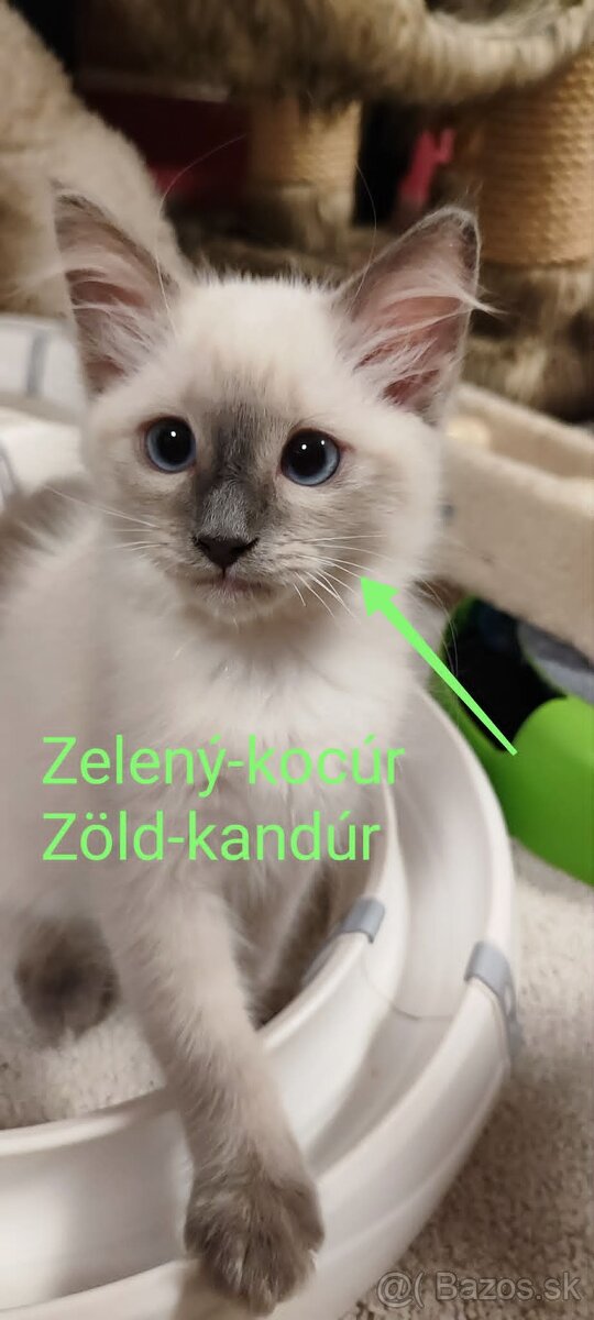 Ragdoll mačiatká bez pp