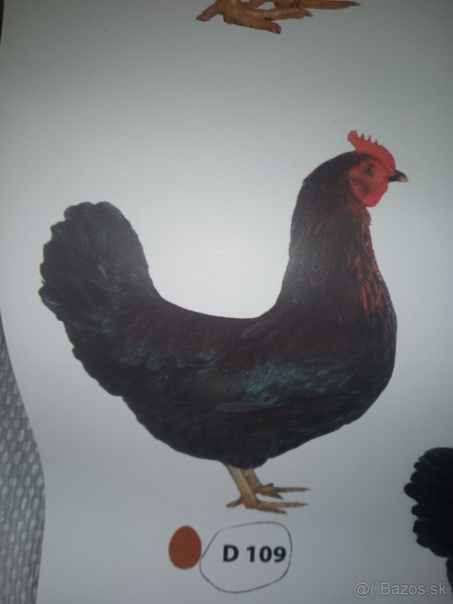 Mladky