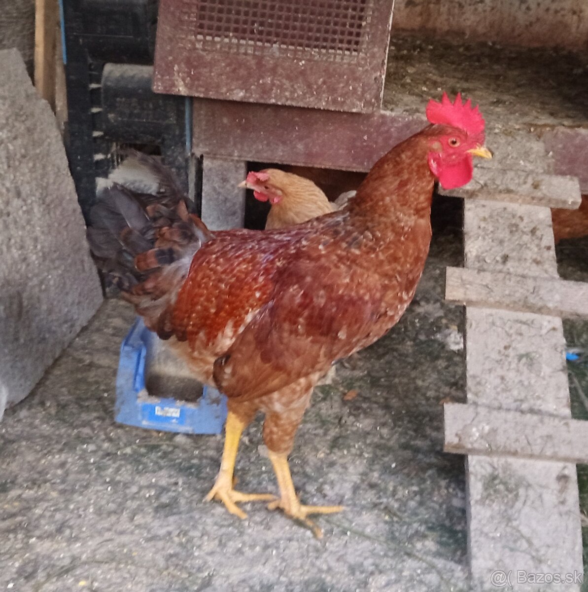 Predám kohúta