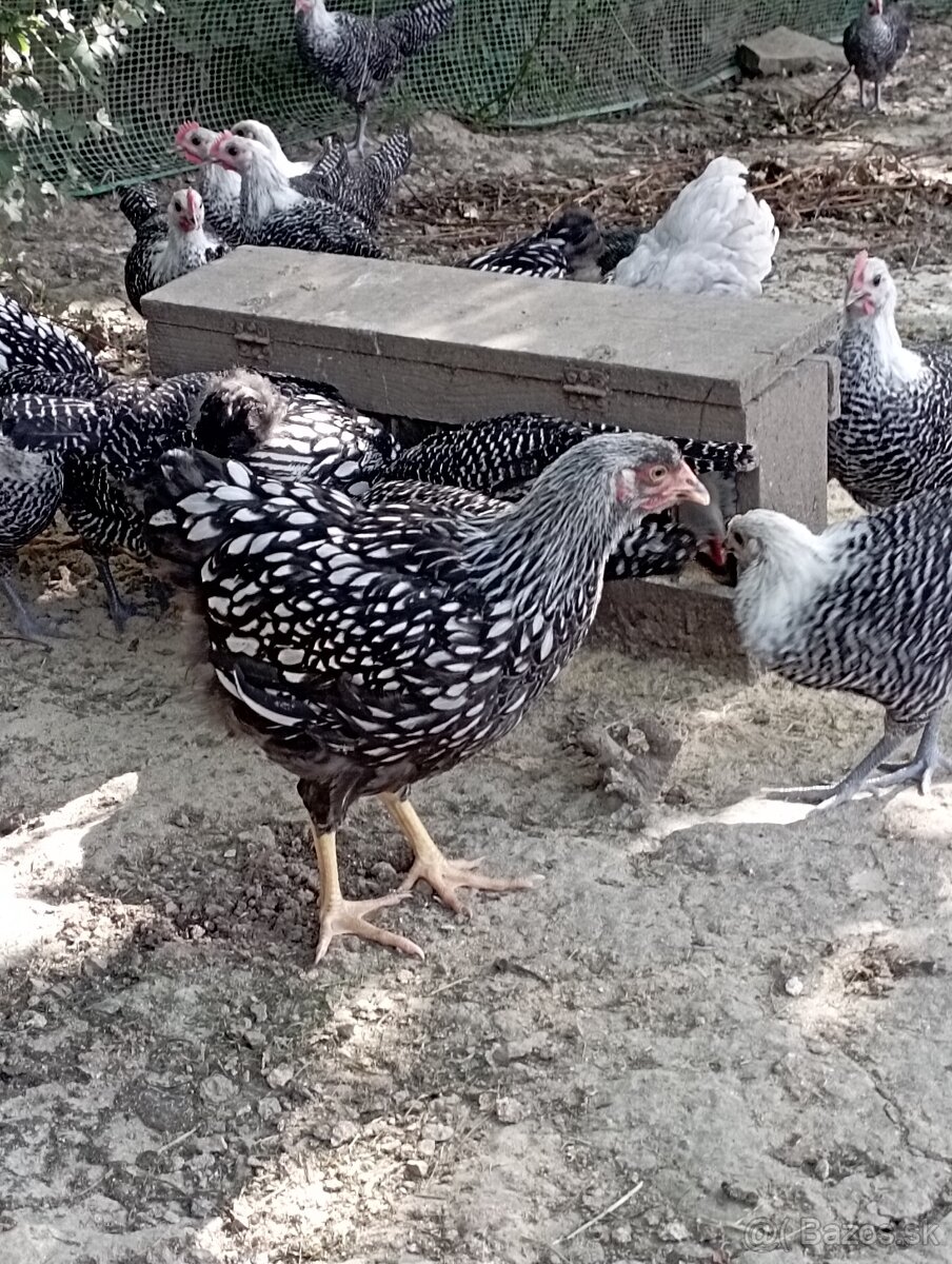 Wyanadotka strieborná čierno lemovaná