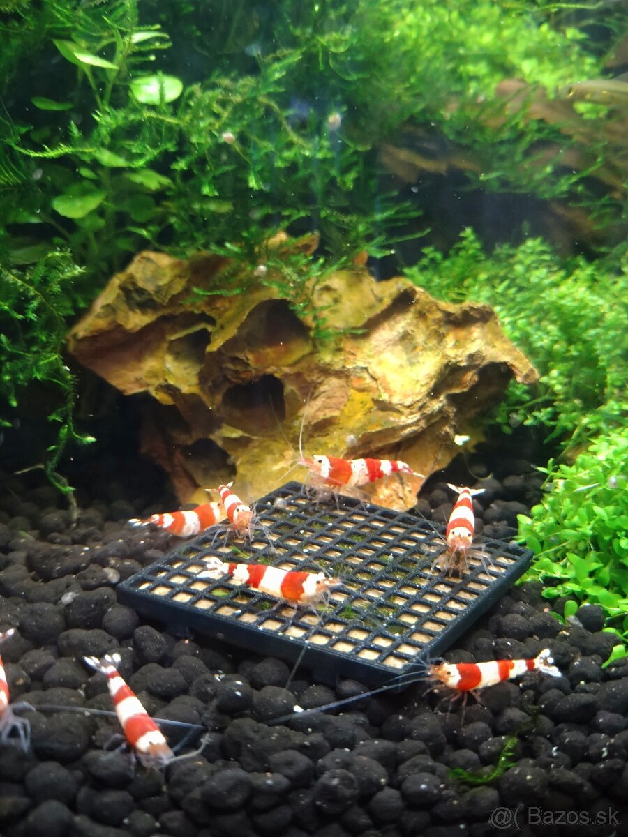 Krevety Crystal Red (Caridina cf. cantonensis) 1,80€