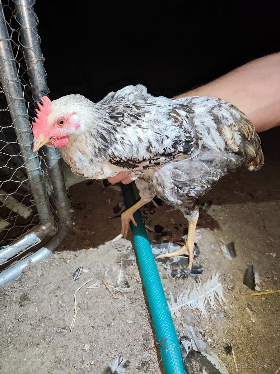 Araucana kohút