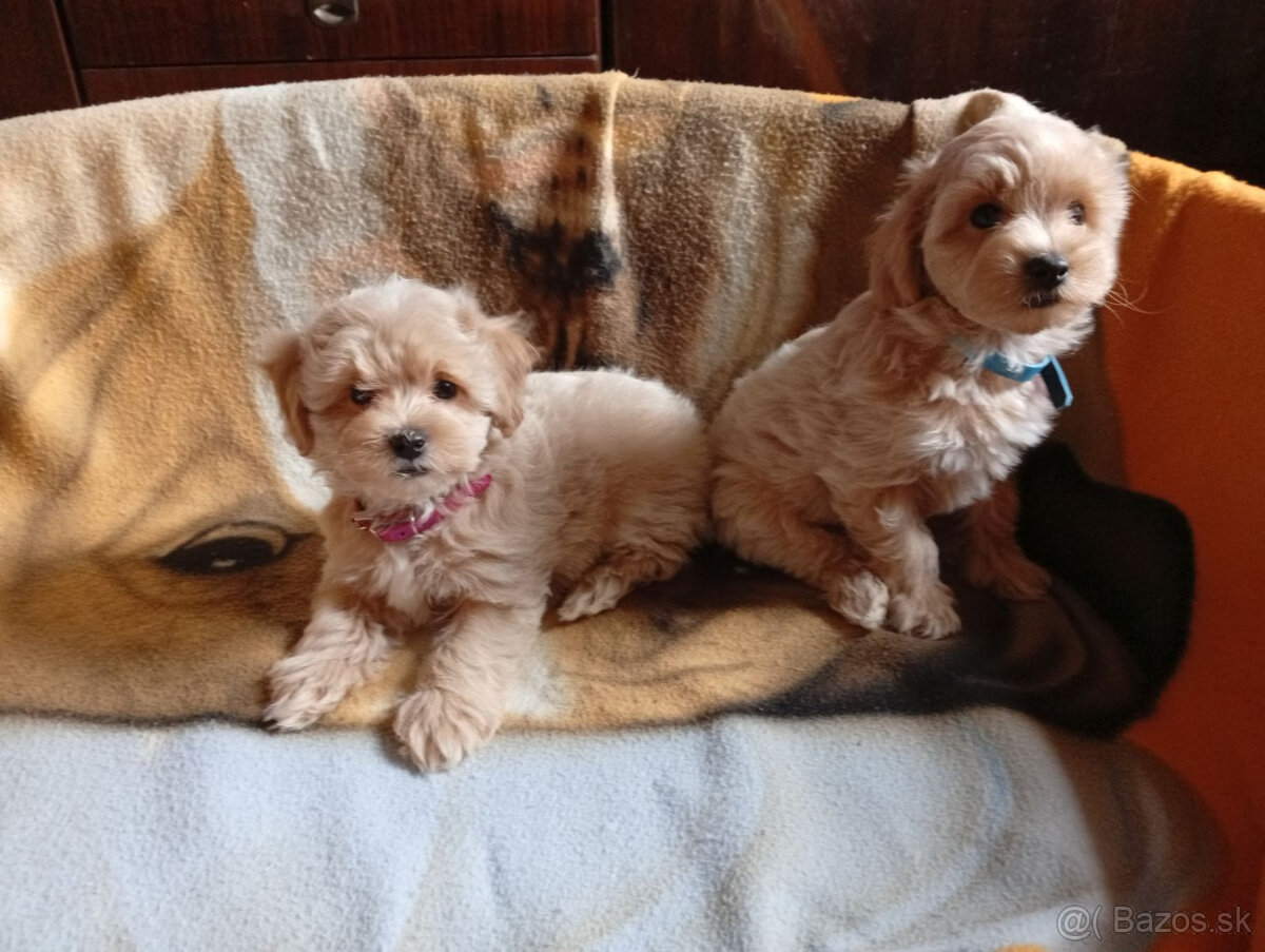 Maltipoo - inzerát platný do zmazania