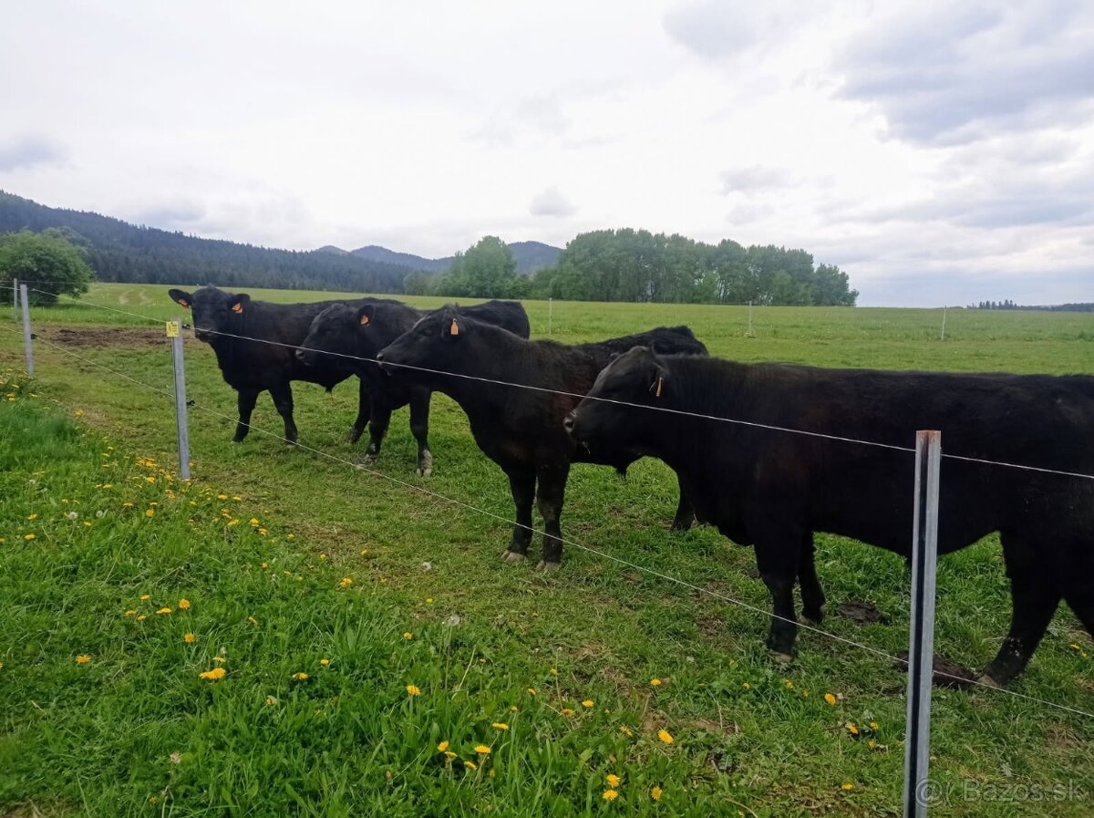 Plemenné byky Aberdeen Angus