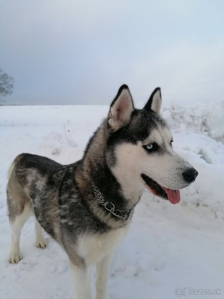 Sibírsky husky