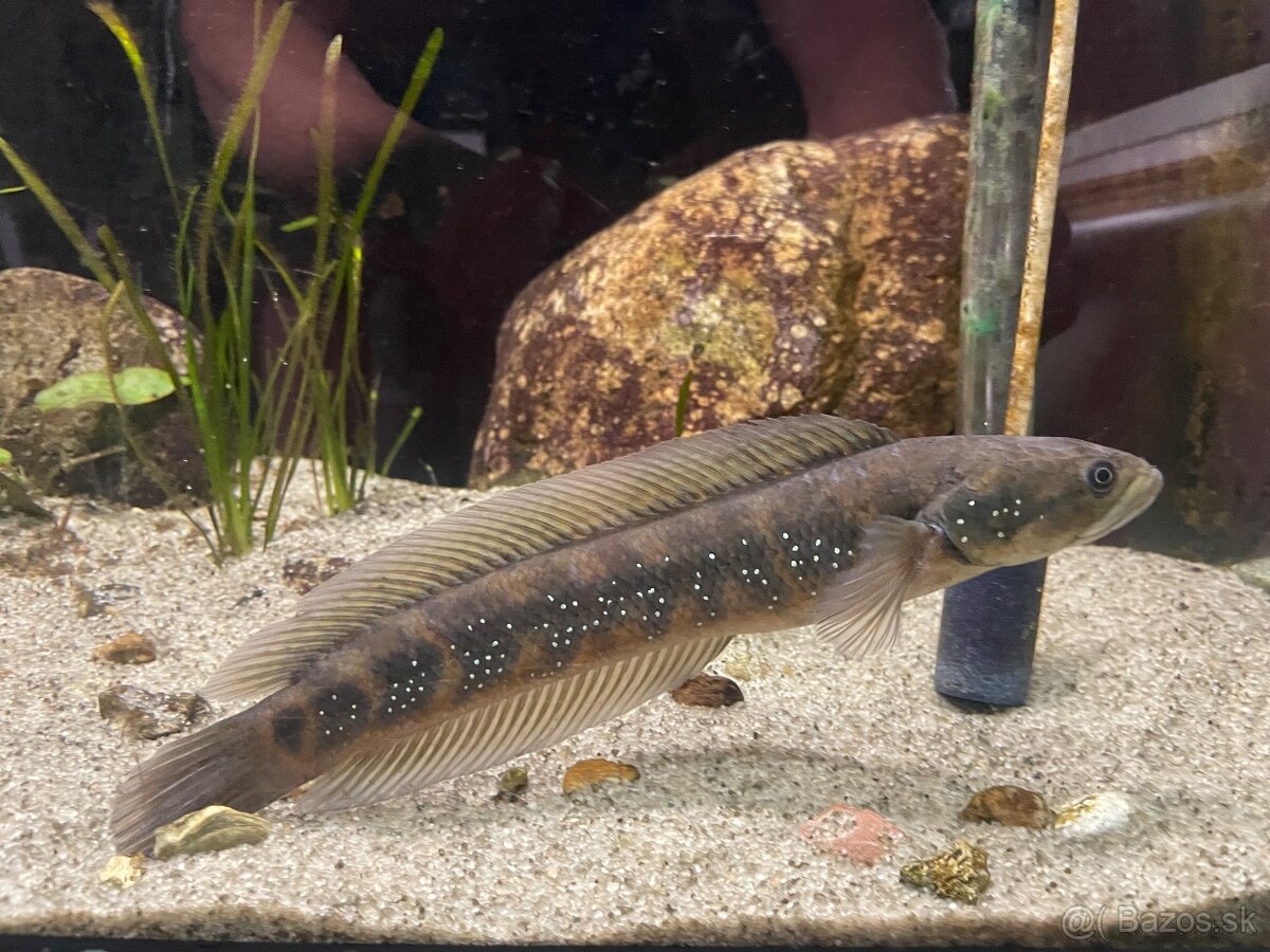 channa asiatica