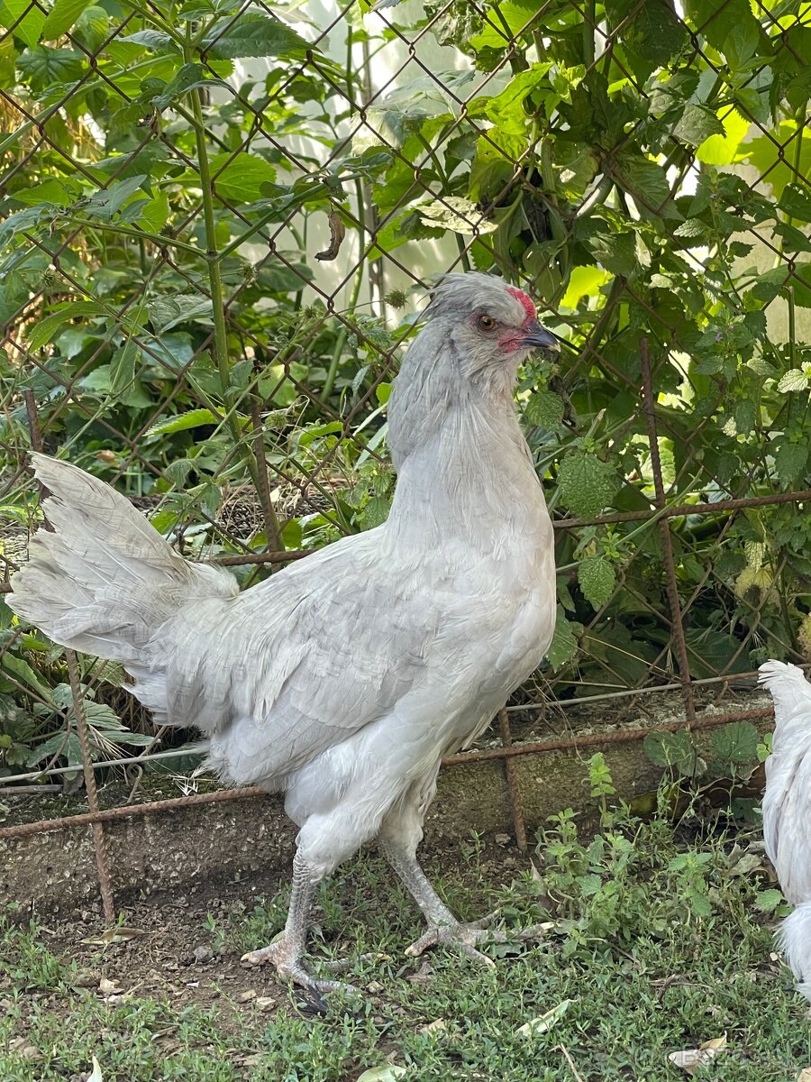 Kohúty Araucana levandulova