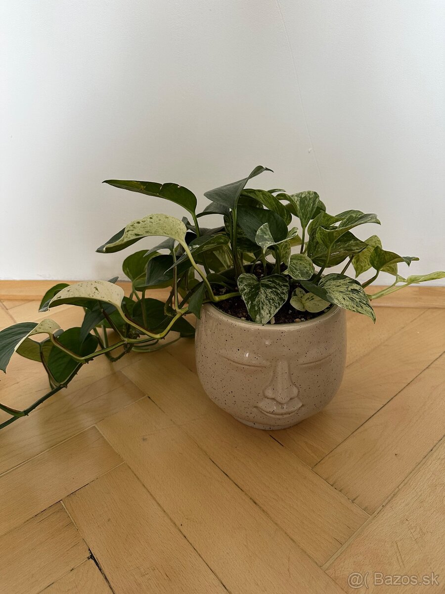 Epipremnum