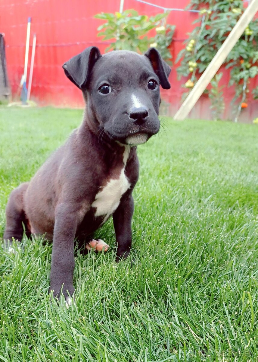 Americký stafordšírský terrier