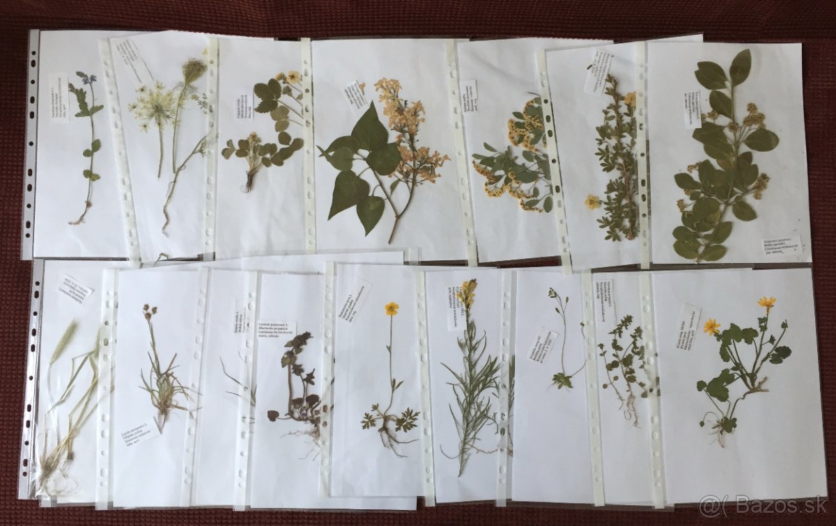 Herbár aj 2025 - byliny,  letné aj zimné vetvičky drevín