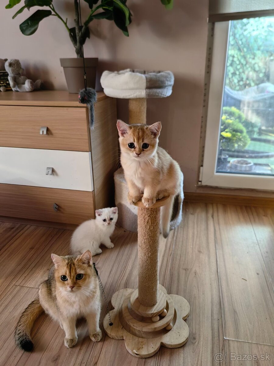 Britská krátkosrstá mačka