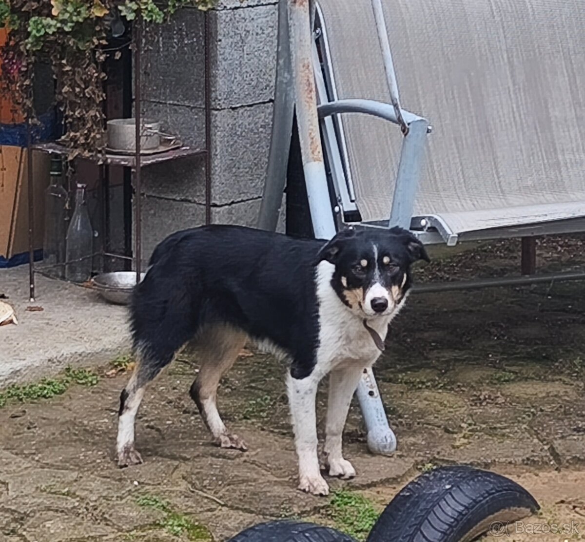 Darujeme border kolia