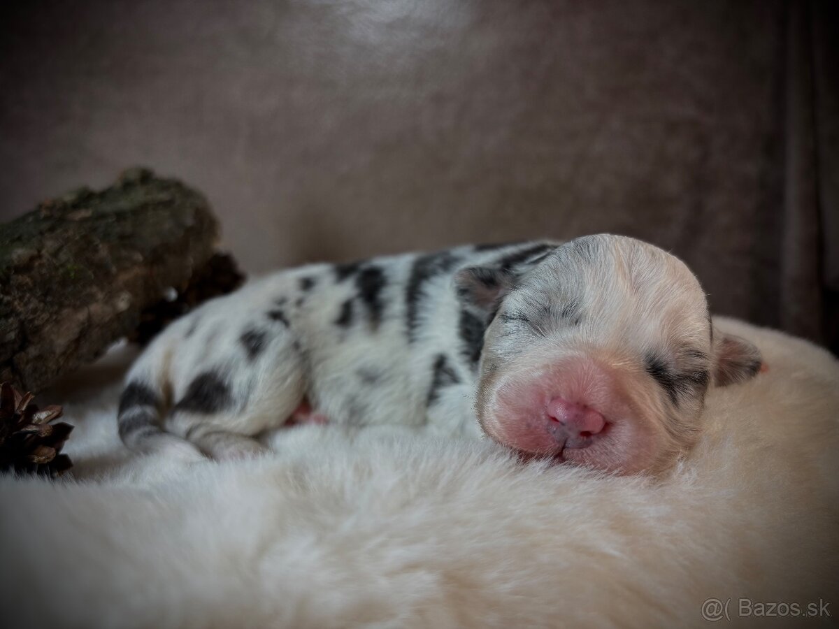 Austrálsky ovčiak s PP