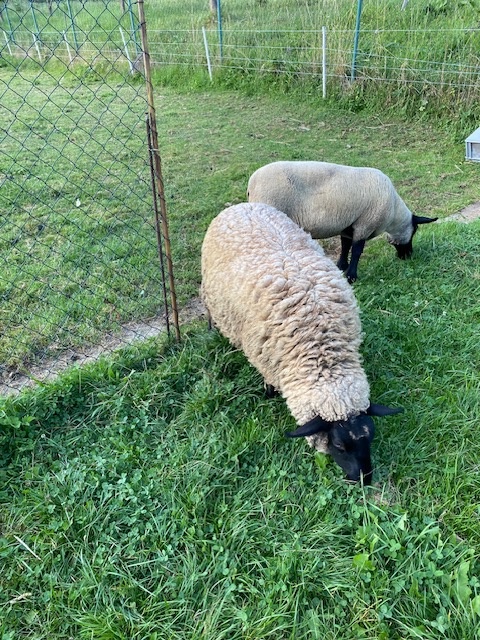 Predám ovcu Suffolk mäsového typu