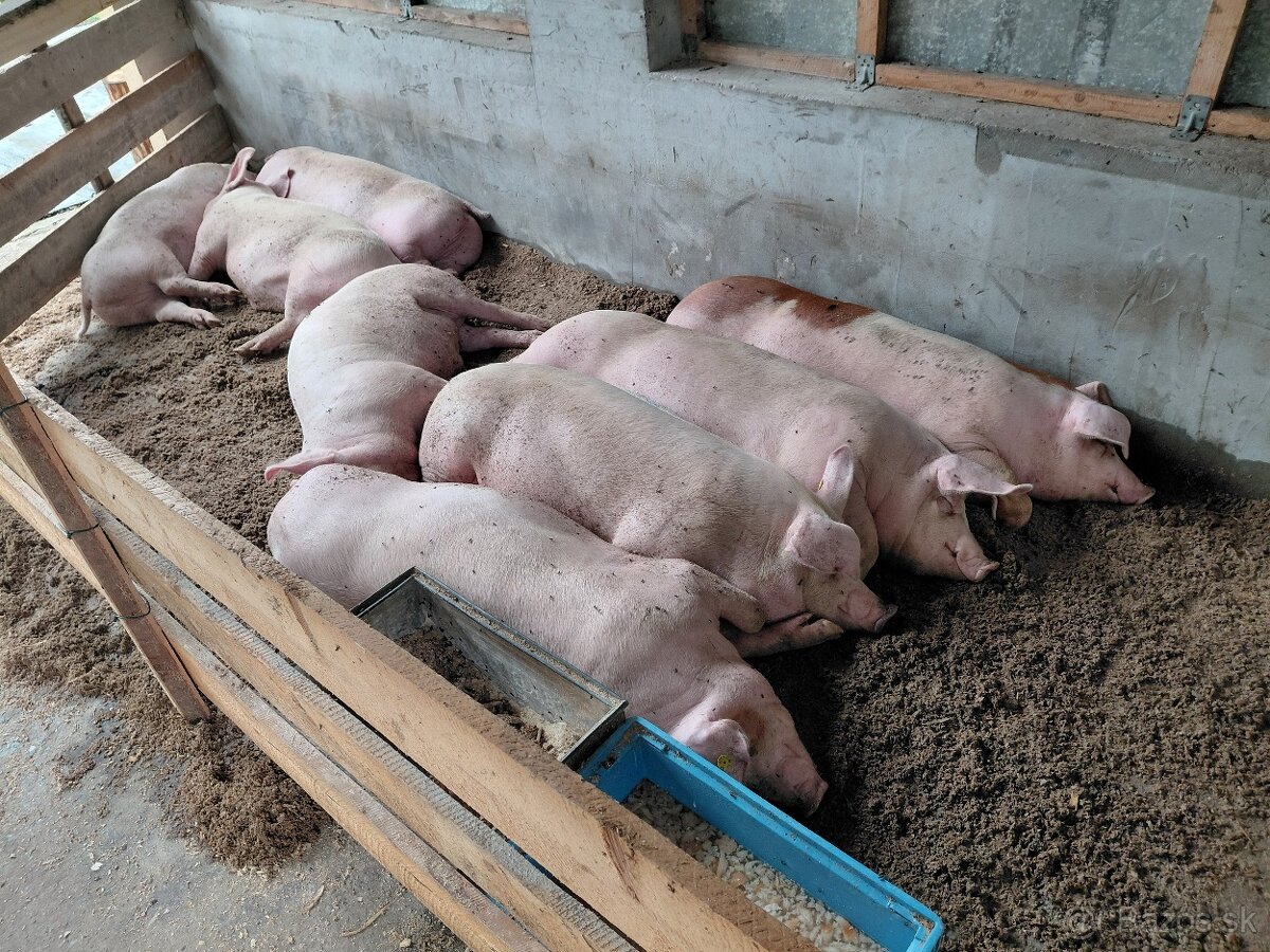 Predám prasata osipane