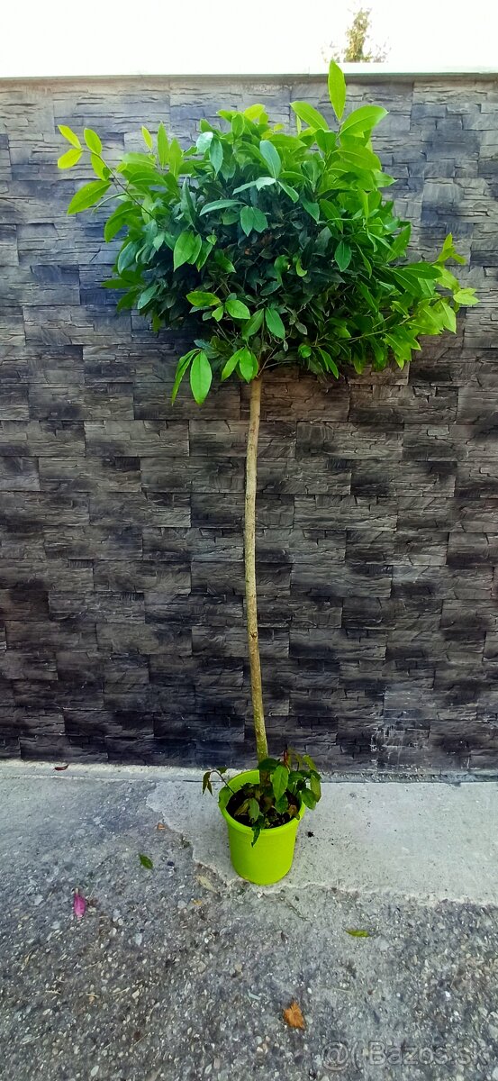 Bobkový list na kmienku 200-220 cm laurus nobilis