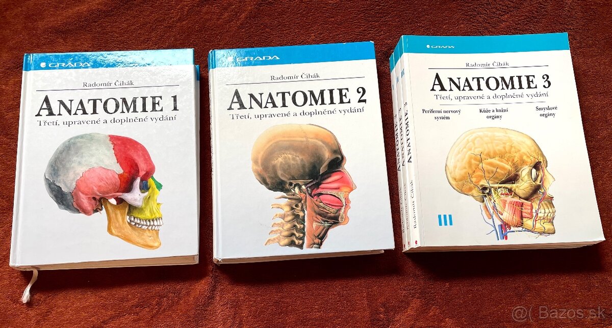 Čihák anatomie