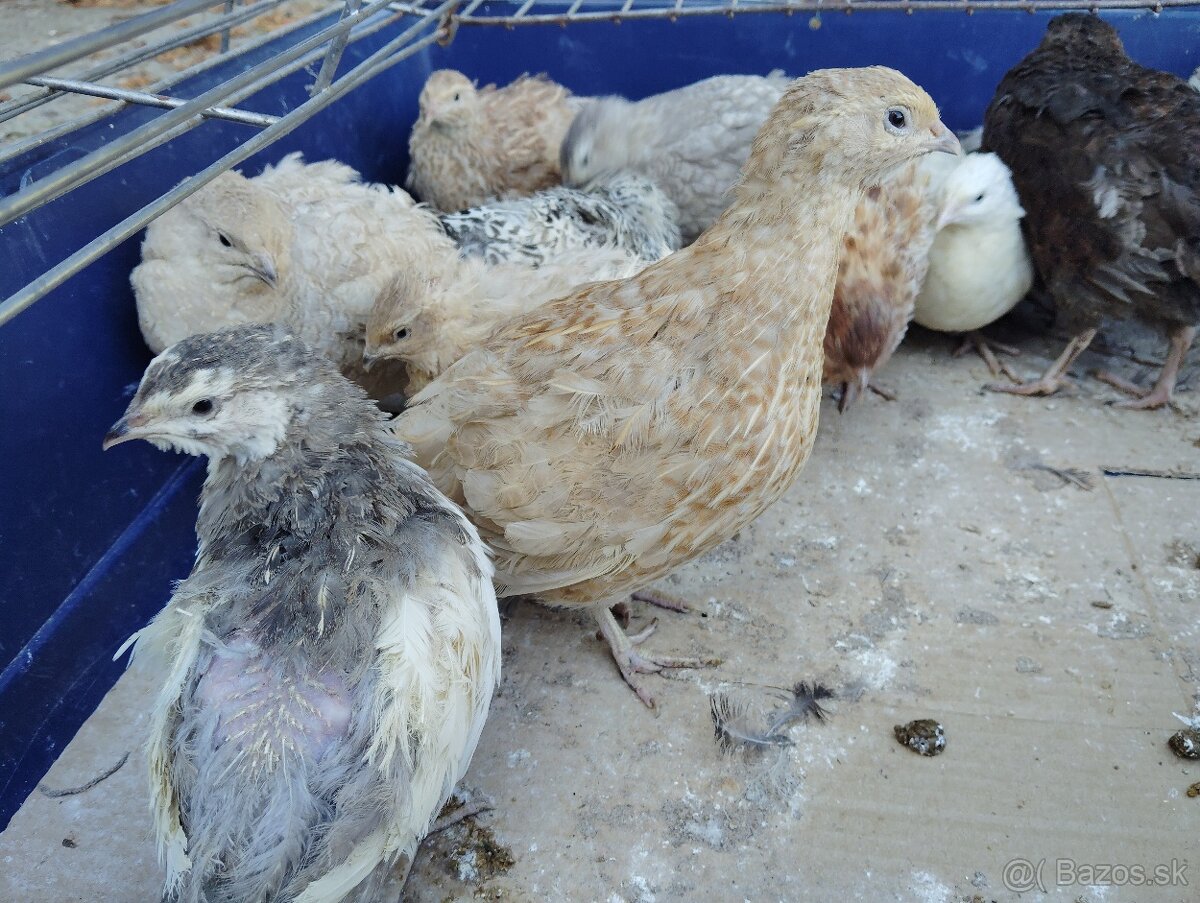 Predám japonské prepelice