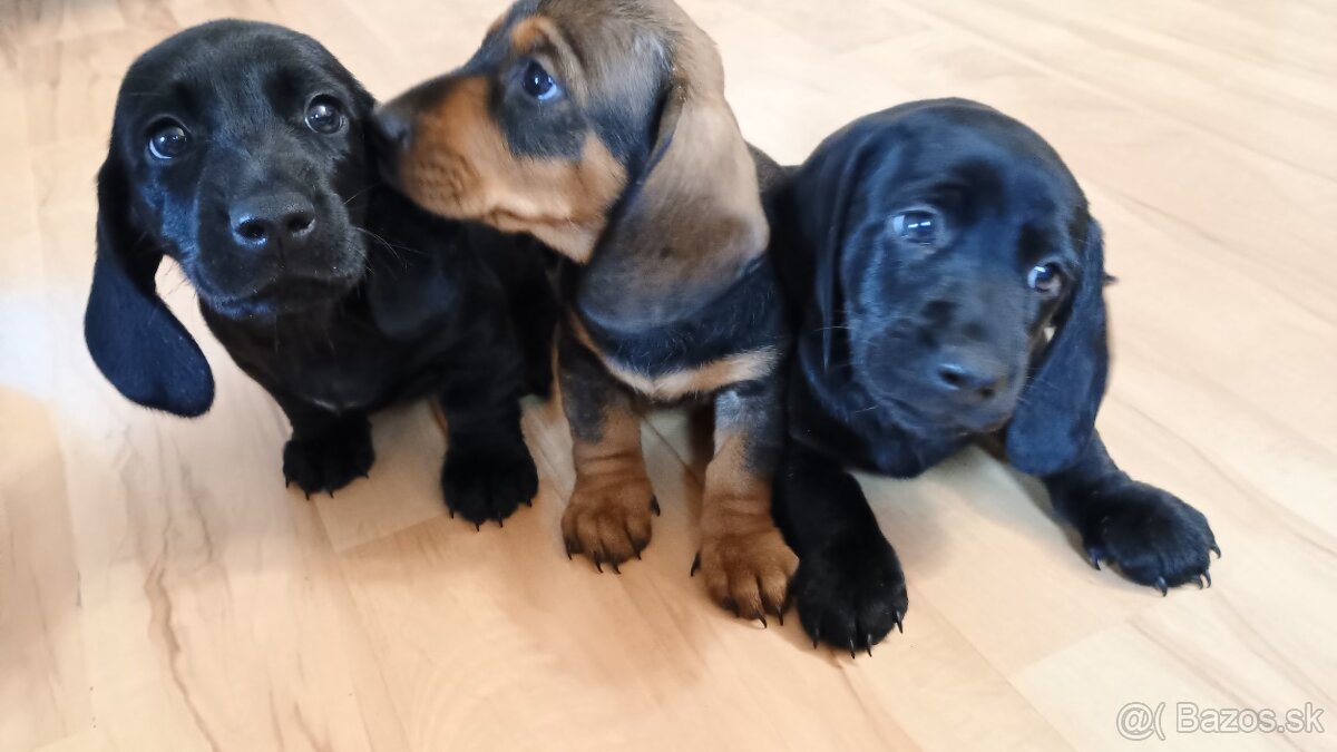 Šteniatka -jazvečik trpasličí